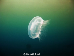 Jellyfish - Utila Island, Honduras / Canon G9 with Ikelit... by Hamid Rad 